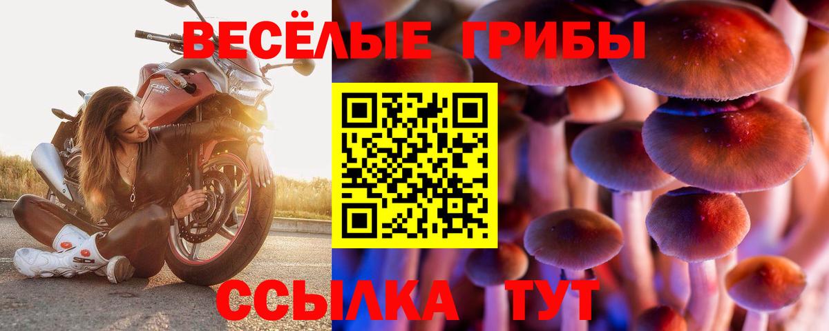 дарнет шоп  Псилоцибиновые грибы Cubensis  Вход с VPN  Новочебоксарск  Псилоцибиновые грибы мицелий 